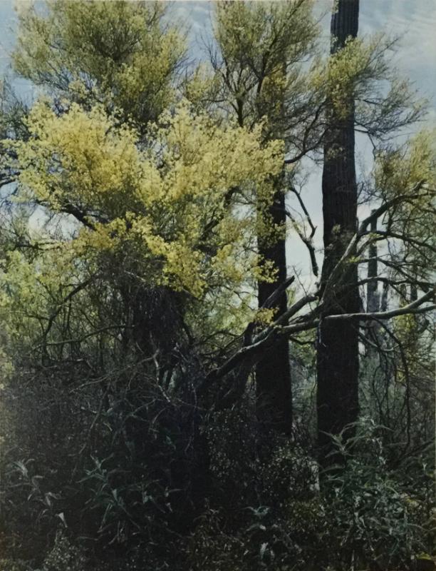 Palo Verde, Tucson Mountain Park, Arizona, May 13, 1958