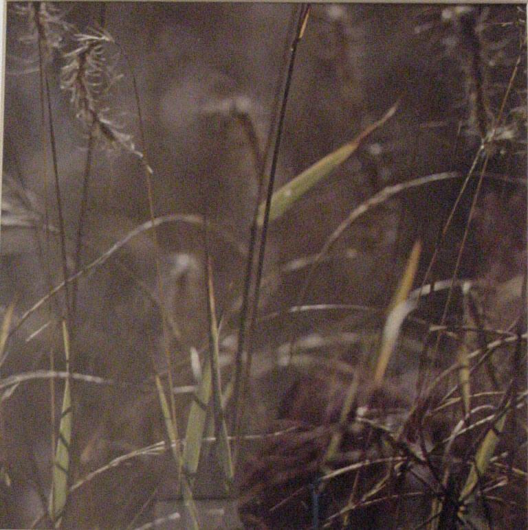 Grasses, New Mexico, October 1958